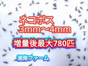 3～4㎜600匹フタホシコオロギ 死着保障2割増量 リピーター様1割増量 (最大で780匹+α) ★イエコオロギに比べ栄養価が高く遅鈍で低跳躍