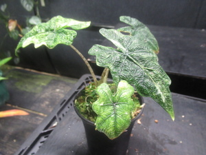 ＫＮ　１円！　アロカシア　タンドゥルサ　‘ジャックリンミステック‘（ALOCASIA TANDURUSA `JACKLYN MYSTIC`）　　　0.8Ｍ以下