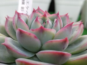 多肉植物 エケベリア 横影　w-7㌢