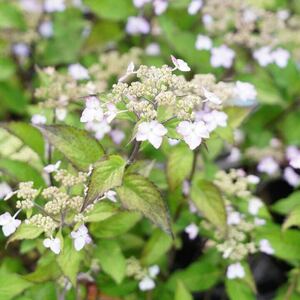 ヤマアジサイ　紅剣　花の苗　アジサイ　紫陽花