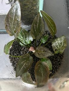 ※正規タグ付き(LA ADA) Cryptocoryne sp.Min-2 Philippines[ LA1223-012] クリプトコリネ　ジュエルクリプト