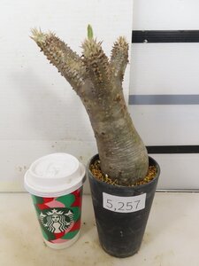 5257 「塊根植物」パキポディウム エニグマティクム 植え【発根・Pachypodium enigmaticum・多肉植物】