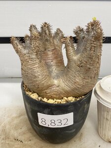 8832 「塊根植物」パキポディウム エニグマティクム 植え【発根・Pachypodium enigmaticum・多肉植物】