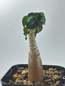 Adenium Arabicum Dorset Horn Adenium アデニウム アラビカム 獅子葉 D.H.A 塊根植物 矮性 コーデックス 実生