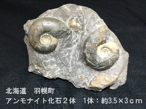 北海道　羽幌町　アンモナイト化石2体　1体：約3.5ｃｍ×3ｃｍ　総重量1ｋｇ　希少　鑑賞　置物　コレクター　マニア　時代（3302）