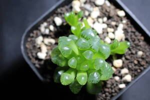 Haworthia /スターサファイア　ハオルチア　管理333