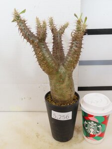 5256 「塊根植物」パキポディウム エニグマティクム 植え【発根・Pachypodium enigmaticum・多肉植物】