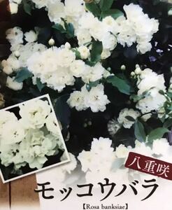 八重咲き 白木香薔薇 苗木