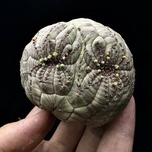 674Eユーフォルビア オベサブロウ Euphorbia obesa 綴化 2頭