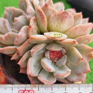 1202発送-Y012 花スペシャル エケベリア 多肉植物 韓国苗