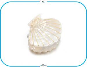 IM50-3 ヘアクリップ シェル ホワイト ヘアアクセサリー 貝殻 デザイン 海外インポート ヘアアレンジ 可愛い プチプラ 人気 夏 海 プール