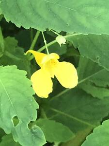 花種　キフネツリ　山野草　宿根　10粒　北海道より