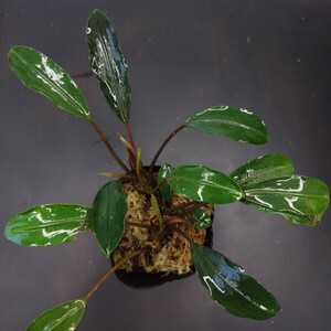 Bucephalandra motleyana/Padawan 