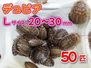 【送料無料】 デュビア Lサイズ 2.0～3.0cm 50匹 紙袋配送 アルゼンチンモリゴキブリ 肉食熱帯魚 爬虫類 両生類 [3535:broad]