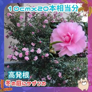 F山茶花◆冬花蕾付20本②◆12月花蕾付き挿し穂(根なし)サザンカピンク