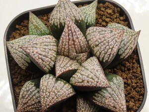 ■[Y073]エミール×SP16-285　実生　未繁殖【多肉植物　Haworthia　ハオルチア　ハオルシア】