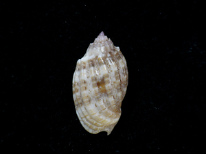 貝の標本 Harpa amouretta 34.1mm.small