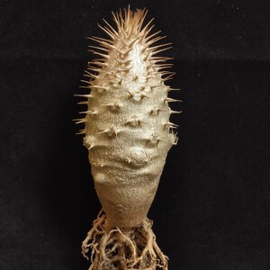 1130 塊根植物 Pachypodium rosulatum パキポディウム アンボンゲンセ 実生選抜大株 