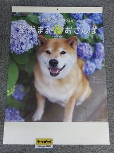 2025年 令和7年 壁掛けカレンダー　柴犬まるとおさんぽ/NK-35/A62