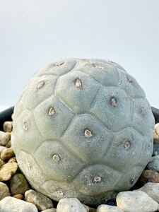 テフロカクタス ゲオメトリクス 棘無し Tephrocactus geometricus inermis. 南米カタマルカ州原産 輸入株 抜き苗は送料込 選抜株