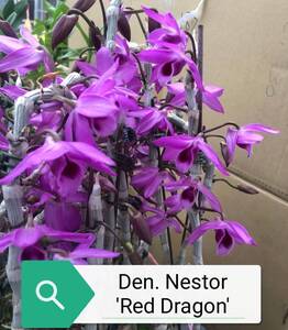 ◎洋蘭◎ Den. Nestor 