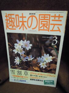Z5-6　NHK　趣味の園芸　2000年3月　雪割草　ガーベラ　アロエ　グラウンドカバープランツ　マーガレット　ミントブッシュ