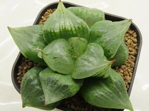 ■[W092]般若の舞【多肉植物　Haworthia　ハオルチア　ハオルシア】