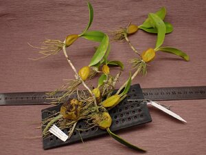 Bulbophyllum blepharistes バルボフィラム・ブレファリステス 704●ラン苗