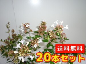 アベリア 樹高0.4m前後 13.5cmポット （20本セット）（送料無料） 苗 植木 苗木