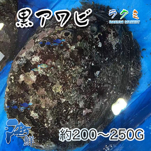 国産 特大 天然活黒アワビ １個約200〜250g アワビ あわび 鮑 千葉産　１kg