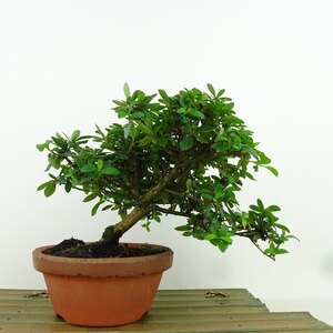 盆栽 皐月 旭の泉 樹高 約14cm さつき Rhododendron indicum サツキ ツツジ科 常緑樹 観賞用 小品 現品