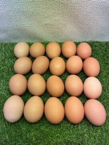 ♪222 【食用】高級 赤たまご 純国産 もみじ 有精卵 20個セット ニワトリ 卵 家畜 鶏 卵かけご飯 食料危機 平飼い