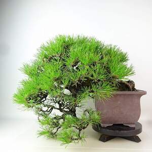 盆栽 松 黒松 樹高 上下 約40cm くろまつ 高級盆栽 Pinus thunbergii クロマツ マツ科 常緑針葉樹 観賞用 現品