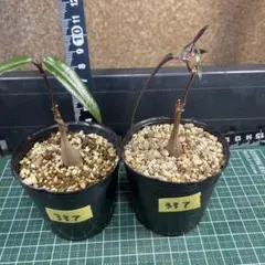 337. 塊根植物　ペトペンチア ナタレンシス（実生）