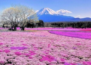 富士芝桜 富士山 本栖湖 富士芝桜まつり さくら 絵画風 壁紙ポスター A2版 594×420mm はがせるシール式 041A2