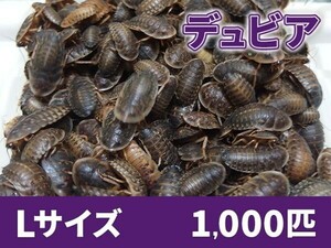 【送料無料】 デュビア Lサイズ 2.0～3.0cm 1000匹 紙袋配送 アルゼンチンモリゴキブリ 肉食熱帯魚 爬虫類 両生類 [2814:broad2]