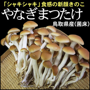 【即決】やなぎまつたけ【鳥取県産】「120ｇ×6パック」［冷蔵］タケキノコ柳松茸ヤナギマツタケきのこ栗