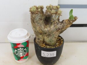 5239 「塊根植物」パキポディウム エニグマティクム 植え【発根・Pachypodium enigmaticum・多肉植物】