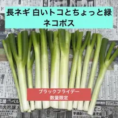 長ネギ 白いトコとちょっと緑 ネコポス