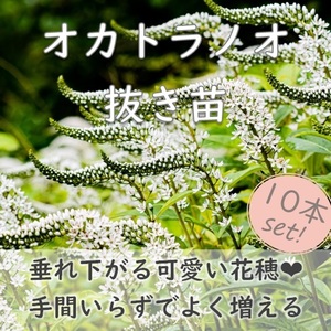 送料無料◆山野草◆尻尾のような花穂がかわいい♪トラノオ 抜き苗10本 オカトラノオ 丘虎の尾 耐寒性 宿根草 多年草 園芸 ガーデニング