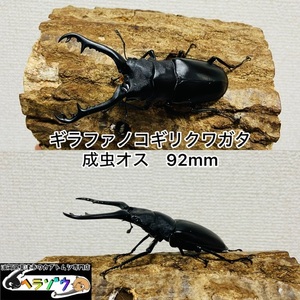 ギラファノコギリクワガタ成虫オス♂92mm（フローレス産）