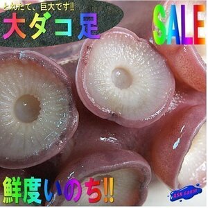 お刺身用「タコ足3本で1.6kg」特大・極太！！山陰境港産