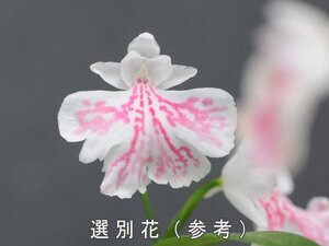 23-43P-1 イワチドリ 岩千鳥 『朱鷺電石(6A6B)C×朱D朱丸6A大魔D月赤(TC)-20F【ピンク】』 3球【LL球】【最新】 検(ウチョウラン