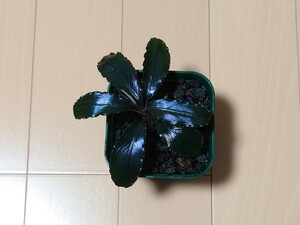 Bucephalandra sp. Super blue ブセファランドラ