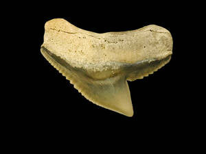 ※本物保証 イタチザメ 歯 リークリーク出土 化石 Tiger Shark 修復なし 天然 鮫 メガロドン好きに