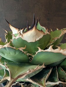 【AGAVE TITANOTA　オアハカ実生】アガベ　チタノタ　子株