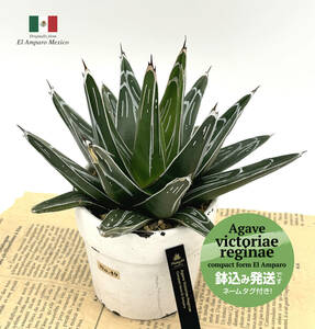 【アガベ・ビクトリアレッジーナ・コンパクト笹の雪】表情が出てきました!元気株★Agave victoriae-reginae compact form El Amparo★No.49