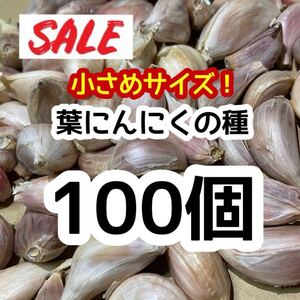 小さめサイズ 【希少】100 葉にんにくの種 サンミャオ 即購入OK nrp