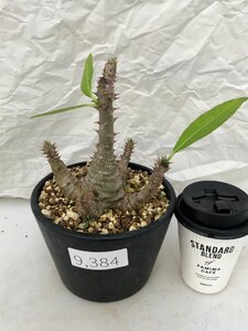 9384 「実生」パキポディウム ウィンゾリ　　植え【種から発芽・発根・Pachypodium windsorii・安定開始】