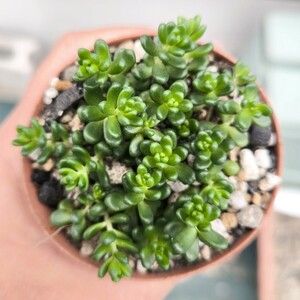 Sale!!! セダム　タイドゴメ　多肉植物　カット　苗